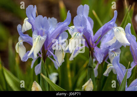 Juno Iris, Iris graeberiana "Weiße" fällt, Stockfoto