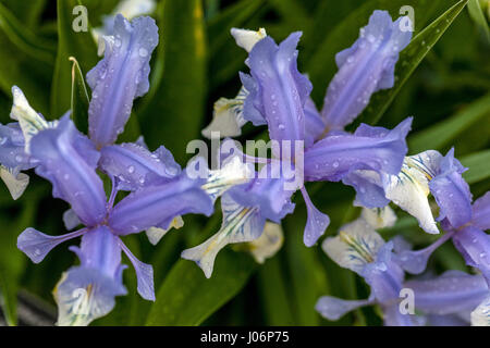 Juno Iris, Iris graeberiana "Weiße" fällt, Stockfoto