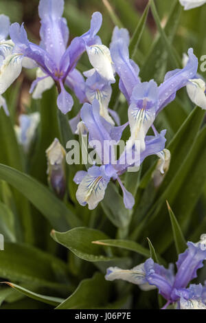 Juno Iris, Iris graeberiana "Weiße" fällt, in der Blüte Stockfoto