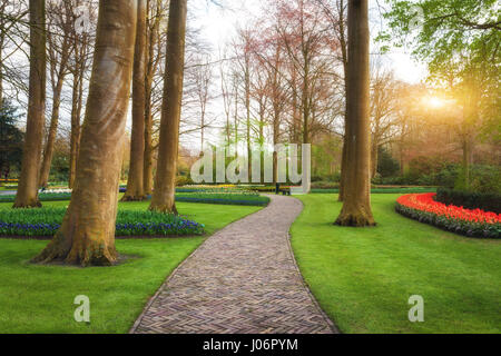 Gang durch den Park der Keukenhof in Holland bei Sonnenuntergang. Landschaft mit blühenden Frühling Garten. Schöne Szene mit Pfad, Bäume, grasgrün Stockfoto