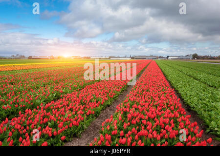 Tulpen. Blumen blühen. Reihen von blühende rote und gelbe Tulpen in einer niederländischen ländlichen Agrarlandschaft. Frühling-Szene auf dem Hof der Tulpe. Bunte Sonne Stockfoto