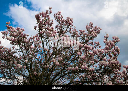 schöner Baum mit Blumen und Hintergrund Himmel Stockfoto