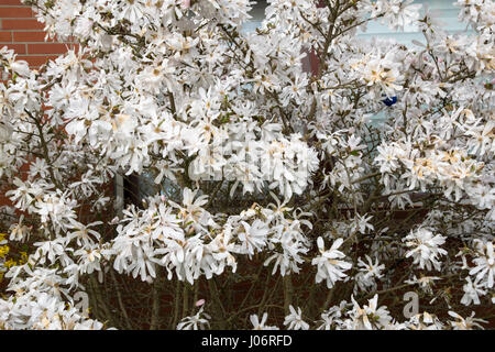 schöner Baum mit Blüten Stockfoto