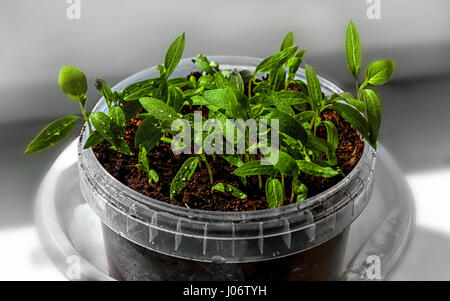 Sämlinge mit Auberginen, Tomaten und Paprika wächst in einem durchsichtigen Behälter auf das Fenster Stockfoto
