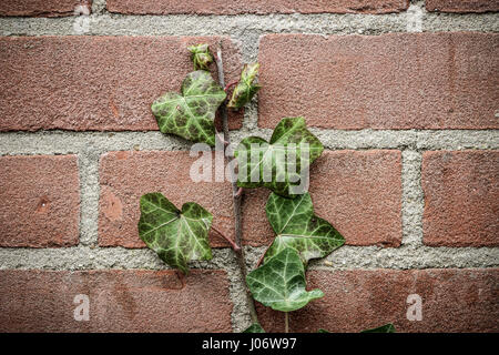 Nahaufnahme von Efeu Pflanze an der Wand Stockfoto