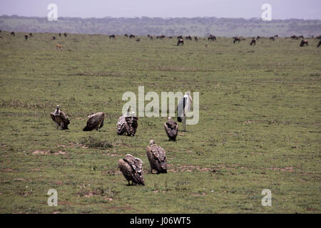 Geier kämpfen über Gnus bleibt auf Ebenen der Serengeti, Tansania, Afrika. Stockfoto