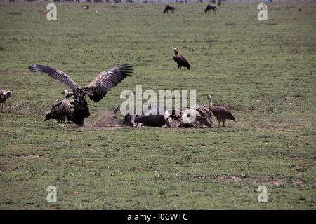 Geier kämpfen über Gnus bleibt auf Ebenen der Serengeti, Tansania, Afrika. Stockfoto