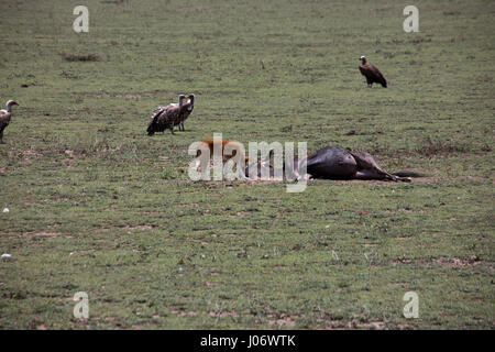 Geier kämpfen über Gnus bleibt auf Ebenen der Serengeti, Tansania, Afrika. Stockfoto