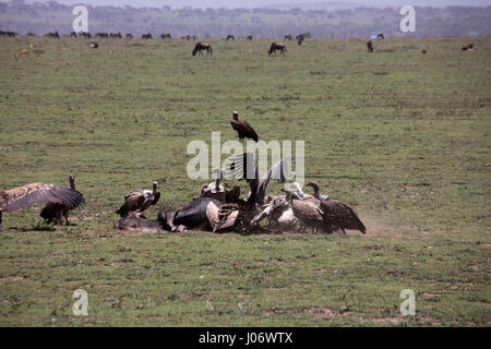 Geier kämpfen über Gnus bleibt auf Ebenen der Serengeti, Tansania, Afrika. Stockfoto