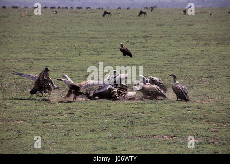 Geier kämpfen über Gnus bleibt auf Ebenen der Serengeti, Tansania, Afrika. Stockfoto