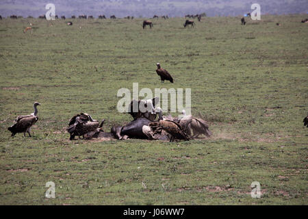 Geier kämpfen über Gnus bleibt auf Ebenen der Serengeti, Tansania, Afrika. Stockfoto