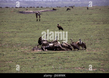 Geier kämpfen über Gnus bleibt auf Ebenen der Serengeti, Tansania, Afrika. Stockfoto