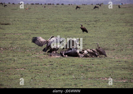 Geier kämpfen über Gnus bleibt auf Ebenen der Serengeti, Tansania, Afrika. Stockfoto