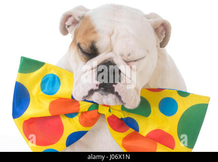 Bulldogge, gekleidet wie ein Clown auf weißem Hintergrund Stockfoto