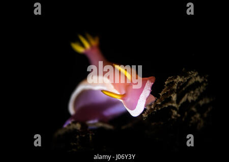 Hypselodoris Apolegma ist eine Art von farbenfrohe Seeschnecke oder Dorid Nacktschnecken, eine marine Gastropode Molluske in der Familie Chromodorididae. Aktuelle phylogen Stockfoto