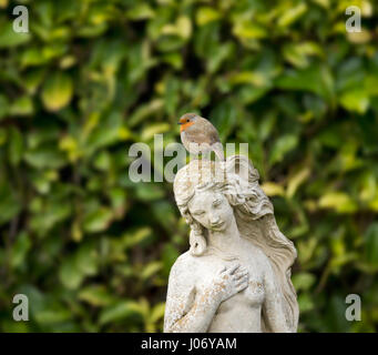 Robin Vogel sitzend auf Kopf des weiblichen Gartenstatue Ornament vor grünen Lorbeer Busch. UK, Unsharpened. Stockfoto