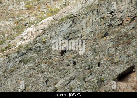 Bär mit jungen auf den Felsen Stockfoto