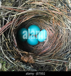 Erhöhte Ansicht Robins Eier im Nest, Kenora, Lake Of The Woods, Ontario, Canada