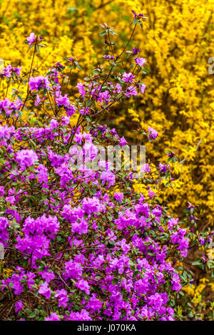 Blühendes Lila Rhododendron Dauricum Gemischtes Gelb Forsythia Blumen blühender Garten April Blüten Zweige Farbkontrast blühender Büsche Stockfoto