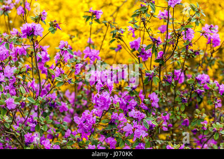 Rhododendron dauricum Strauchgrenze Gelb Purple Bush Pflanze blühende Blüten Zweige in Gartenblumen blühend vom späten Winter bis zum frühen Frühling Stockfoto