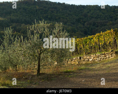 Malerische Aussicht von kleinen Bäumen wächst im Weinberg, Toskana, Italien Stockfoto