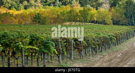 Rows of grape vines in a vineyard in autumn, Chianti, Tuscany, Italy Stockfoto