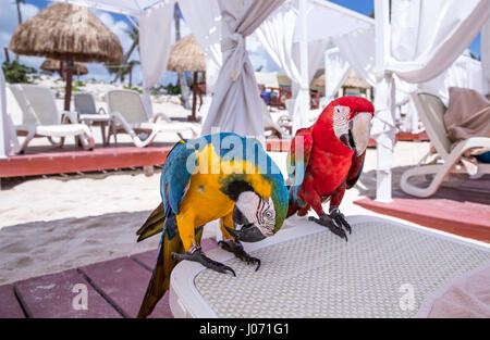 paar von Macao Papageien auf einem sundlounger Stockfoto