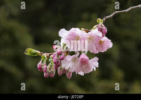 Rosa Kirschenbaum Zweig mit blühenden Kirschbaum Blüten und Knospen auf dunklem Hintergrund. Stockfoto