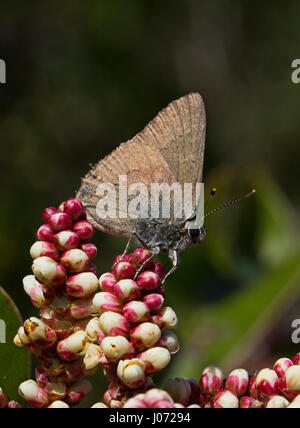 Moos-Elfin-Schmetterling (Callophrys mossii) an einer Zucker-Sumac-Blumenknospe Stockfoto