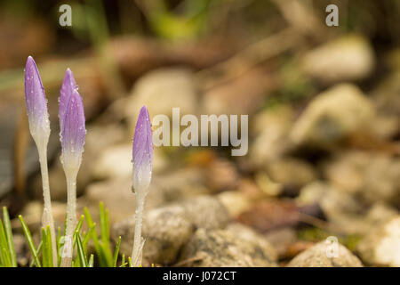 Hautnah auf vier Violette Krokusse, die nach starken Regenfällen in Regen Drows abgedeckt. Stockfoto