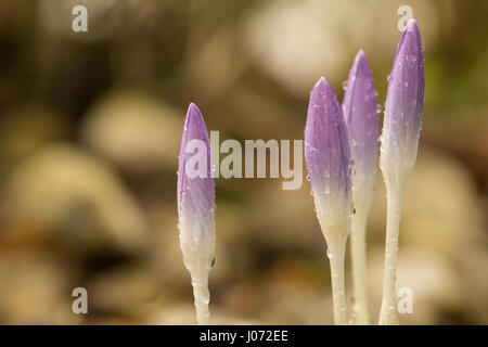 Hautnah auf vier Violette Krokusse in Regentropfen bedeckt. Stockfoto