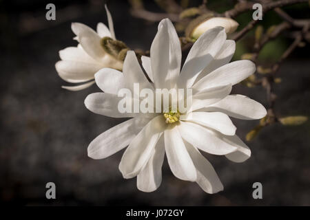 Weißer Stern-Magnolie blühen in voller Pracht (Magnolia Stellata) Stockfoto