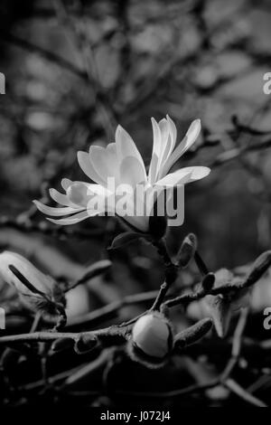 Einen einzigen Stern-Magnolie blühen in voller Pracht. (Magnolia Stellata) Stockfoto
