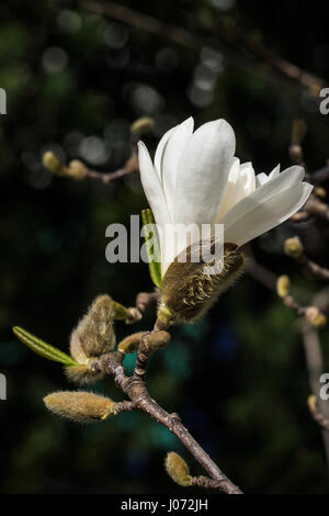 Eine Blüte der einzigen schönen Stern-Magnolie (Magnolia Stellata) Stockfoto