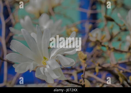 Einen einzigen Stern-Magnolie blühen in voller Pracht mit hellblauem Hintergrund. (Magnolia Stellata) Stockfoto
