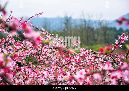 Blumen-Nahaufnahme im Frühjahr erblühen Pfirsich Stockfoto