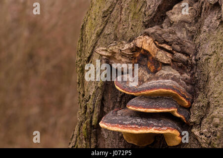 Zunder Pilze auch namens des Pferdes HUF Pilze wachsen auf einer Buche. Stockfoto