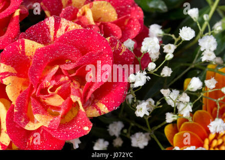 Blumenstrauß mit frischem Wassertropfen. Stockfoto