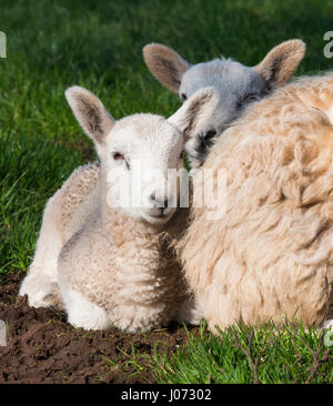 Zwei Lämmer schmiegen sich mit ihrer Mutter in einem Feld unterhalb der Stiperstones, Shropshire. Stockfoto