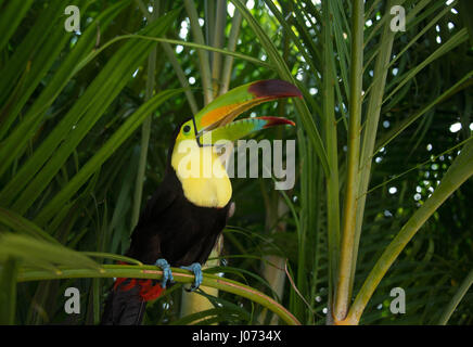 Tukan Vogel sitzend auf Palme in Mexiko Dschungel Stockfoto