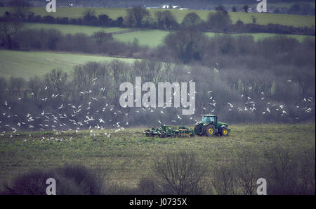 Ein Traktor pflügen ein Feld im Winter auf den South Downs mit Möwen füttern Stockfoto