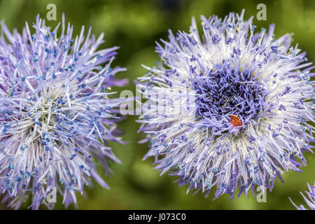 Globularia trichosantha Blume Nahaufnahme Globus Daisy Stockfoto