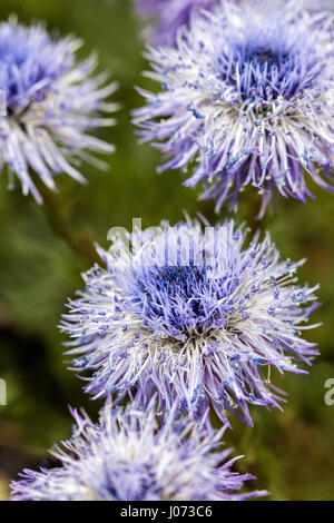 Globularia trichosantha Nahaufnahme flower Globe Daisy Stockfoto