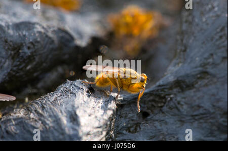 Gemeinsamen gelbe Dung fliegen Scatophaga stercoraria Stockfoto