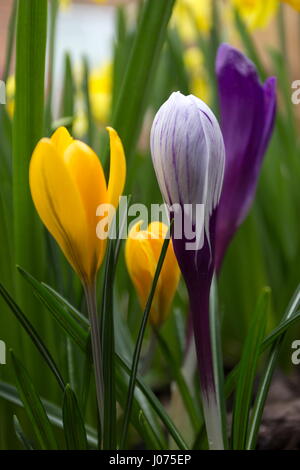 Lila Crocus Vernus & Crocus E.A.Bowles gelb Stockfoto