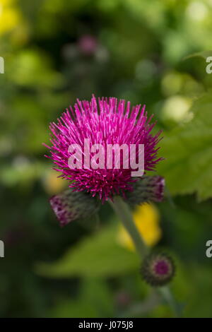 Cirsium Rivulare Atropurpureum (Plume Distel) Stockfoto