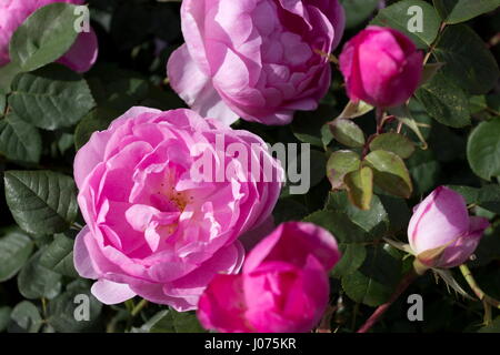 Rose The Alnwick Rose englische Leander Hybrid rosa Blume Stockfoto