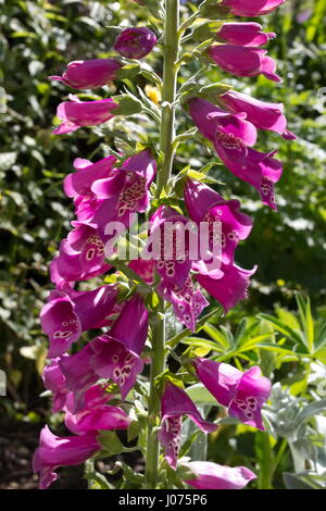 Fingerhut Camelot Rose Fingerhut Stockfoto