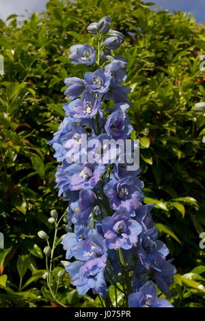 Delphinium Elatum Wächter leichte blaue Blume Stockfoto