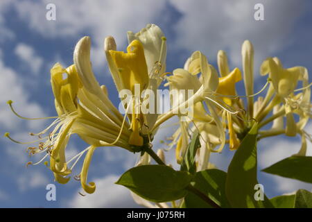 Lonicera Periclymenum Scentsation Geißblatt gelbe duftende Blume Stockfoto